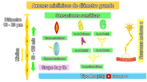 tipos de fibras nervosas alfa beta gama - o que são fibras nervosas